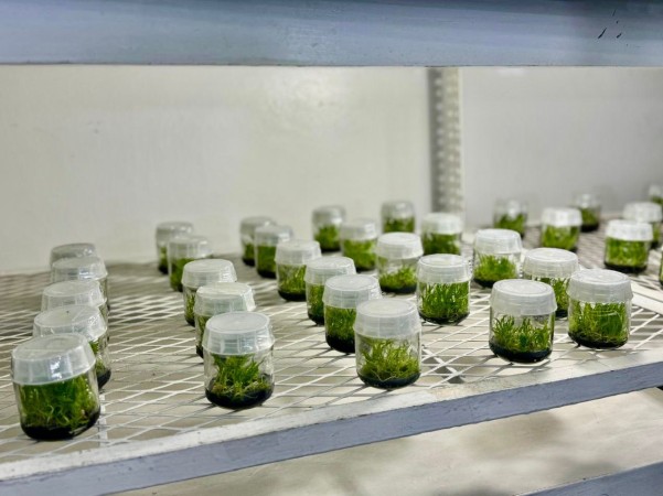 Laboratorio Del IIBI Laboratorio Del IIBI